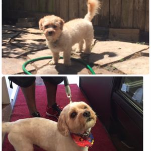 jackson's place dog daycare