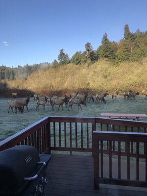 Elk Meadow Cabins by null