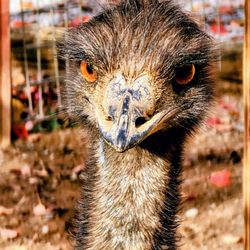 Smoky Mountain Deer Farm And Exotic Petting Zoo - Sweet, sweet emu!