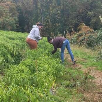 Ochs Orchard - Finding the good remaining peppers - Fruits & Veggies Near Me - Warwick, New York