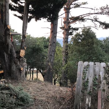 Madriz Tree Service - bottom of Juniper after - Tree Services Near Me - Richmond, California