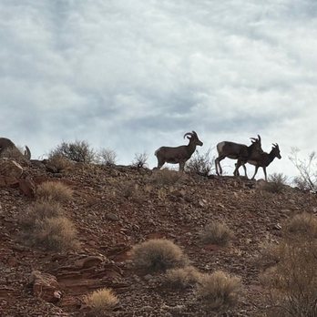 Ultimate Desert Adventures - ATV Rentals/Tours Near Me - Overton, Nevada
