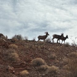 Ultimate Desert Adventures