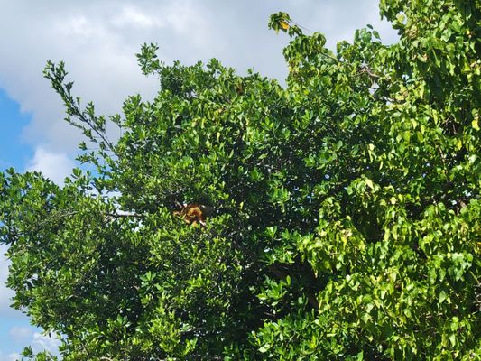 Oleta River State Park by null