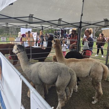 DeepRoots Vineyards - Alpaca - Music Venues Near Me - Plantersville, Texas