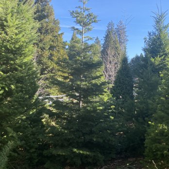Levi’s Tree Farm - Christmas Trees Near Me - Camino, California Levi’s Tree Farm - Christmas Trees Near Me - Camino, California