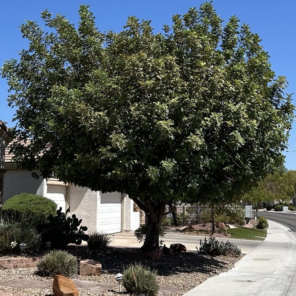 Mesmerizing Garden Service - After - Landscaping Near Me