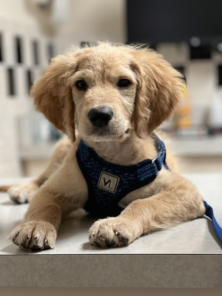 PINE CITY ANIMAL HOSPITAL Updated September 2024 917 Main St S, Pine City, Minnesota