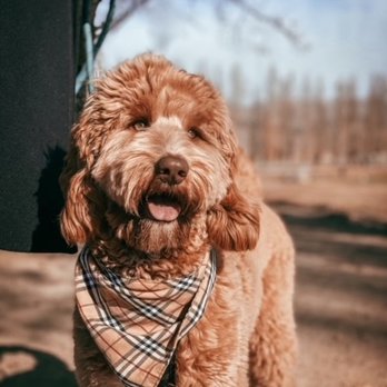 Elite Blend Labradoodles - Boogie at nine months - Pet Breeders Near Me Elite Blend Labradoodles - Boogie at nine months - Pet Breeders Near Me
