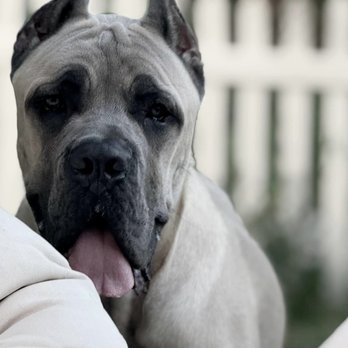 Fidecore Cane Corso - Pet Breeders Near Me Fidecore Cane Corso - Pet Breeders Near Me