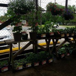 Plants Plants