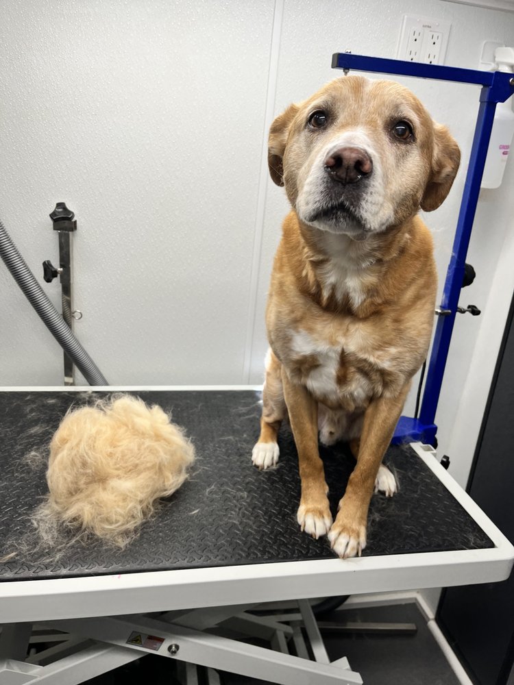 ZOOMIN GROOMIN Updated July 2024 36 Photos Nanuet, New York Pet