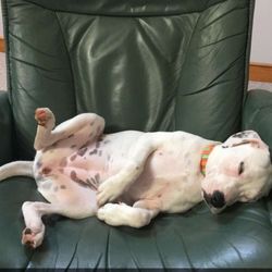 pat brody animal shelter