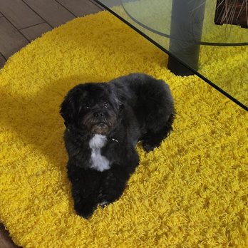 Joe Dog Grooming - Thank you Joe! - Pet Groomers Near Me - Los Angeles, California Joe Dog Grooming - Thank you Joe! - Pet Groomers Near Me - Los Angeles, California