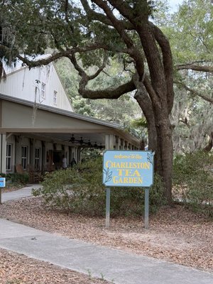 Charleston Tea Garden by null