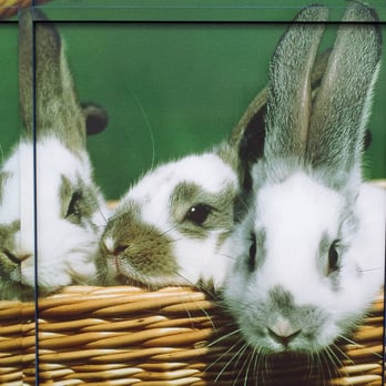 Megazoo - MEGAZOO Waltersdorf - Pet Stores Near Me - Schönefeld, BB