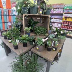 Marc's Stores - Nice selection of green plants and Marc's has vast selection of potted plants & flowers outside of their stores!