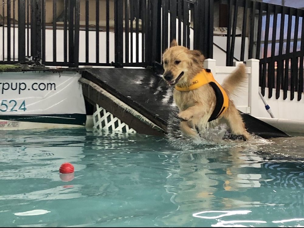 SPLASH YOUR PUP Updated October 2024 24 Photos 4792 S Dixie Dr