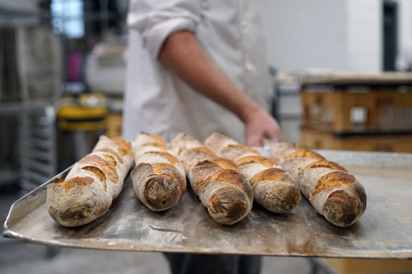 Fresh Baguette by null