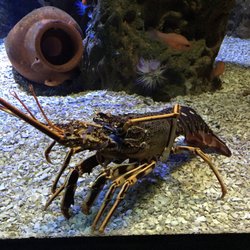 Sea Life