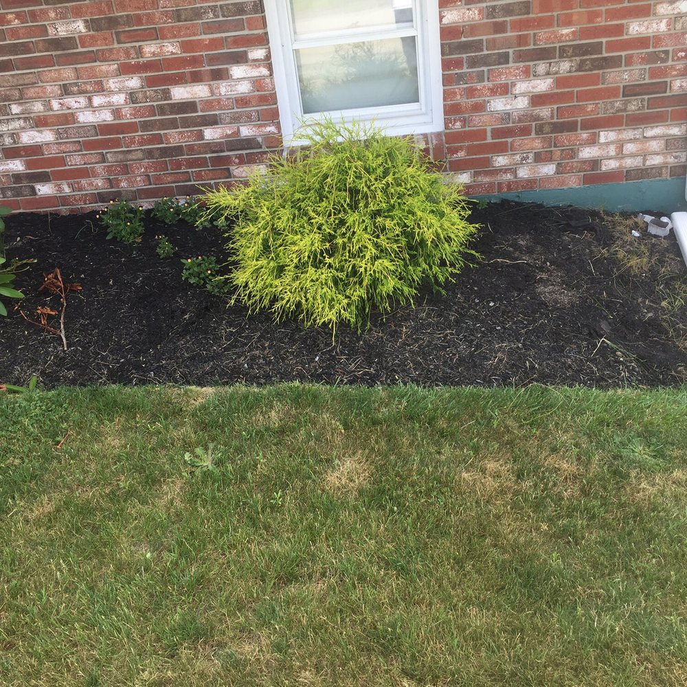 D&D Mulch and Landscape - Put down two seasons ago - Landscaping Near Me - Raynham, Massachusetts