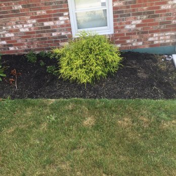 D&D Mulch and Landscape - Put down two seasons ago - Landscaping Near Me - Raynham, Massachusetts D&D Mulch and Landscape - Put down two seasons ago - Landscaping Near Me - Raynham, Massachusetts