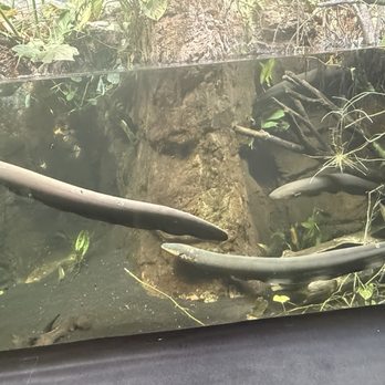 Shedd Aquarium - Aquariums Near Me - Chicago, Illinois
