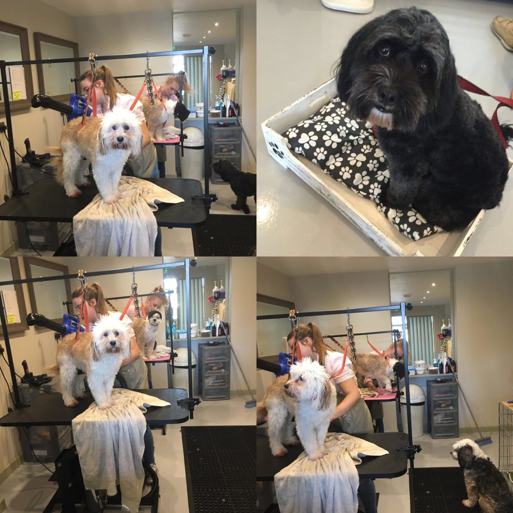 BOB THE DOG SHOP & GROOMING 68 High Street, Bristol, Bath and North