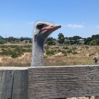 Ostrichland USA - Attraction Farms Near Me - Solvang, California Ostrichland USA - Attraction Farms Near Me - Solvang, California