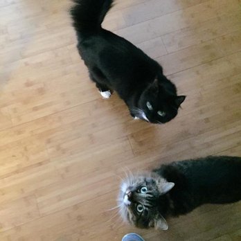 Pdxpetcare - Dog Walkers Near Me Pdxpetcare - Dog Walkers Near Me