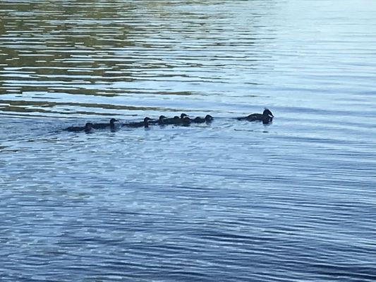 Bon Echo Provincial Park by null