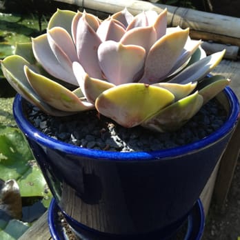 Sunset Nursery - Succulent plant in a blue pot - Nurseries & Gardening Near Me - Los Angeles, California Sunset Nursery - Succulent plant in a blue pot - Nurseries & Gardening Near Me - Los Angeles, California