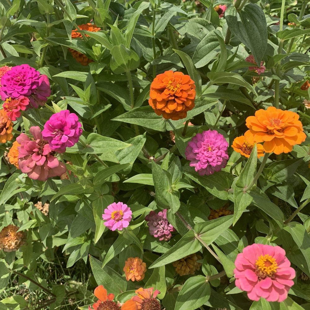 Stomping Ground - Flowers surround the house! - Home & Garden Near Me - Indianapolis, Indiana