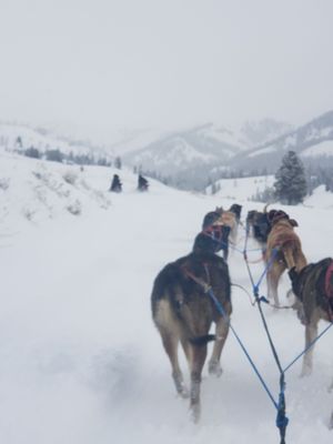 Jackson Hole Iditarod Sled Dog Tours by null