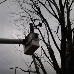 Overgrown Tree Service