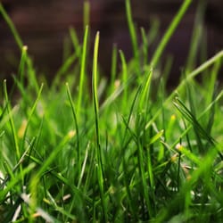 Home & Garden Pest Control