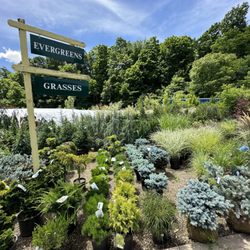 Best Feeds Garden Center - Evergreens and grasses