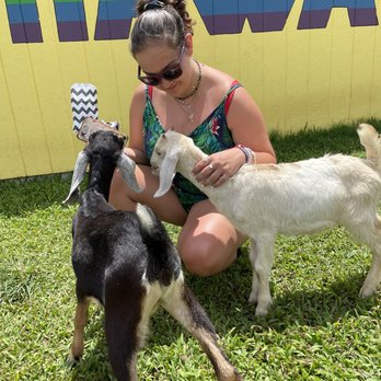 Honomu Goat Dairy - Attraction Farms Near Me - Honomu, Hawaii Honomu Goat Dairy - Attraction Farms Near Me - Honomu, Hawaii