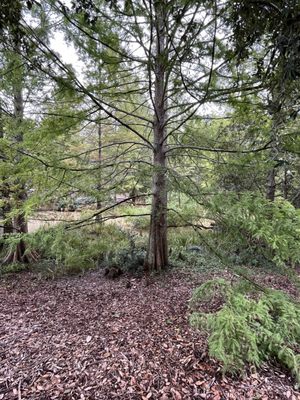 Hopelands Gardens by null