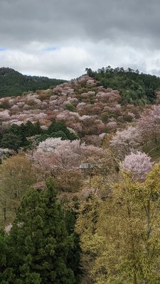 Yoshinoyama by null