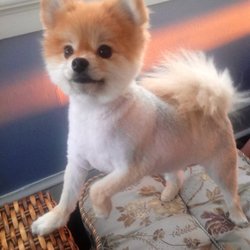 Faithful Friends Pet Crematory - An angel has left this earth.