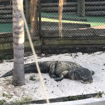 Gator Golf - Mini Golf Near Me - Orlando, Florida