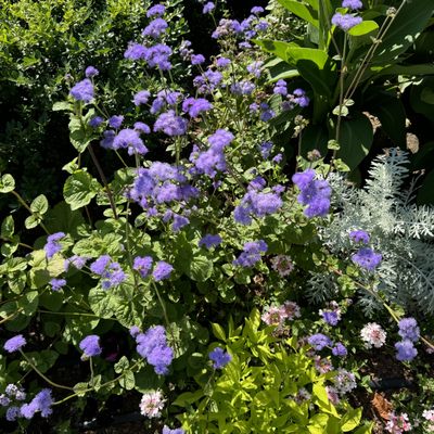 Conservatory Garden by null