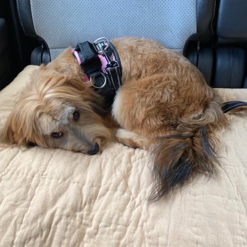 Dog Gone Crazy - She smells so good!  Thank you Sammie! - Pet Groomers Near Me - Bakersfield, California