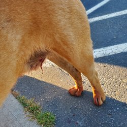 Boyce-Holland Veterinary Service - My dog when we arrived