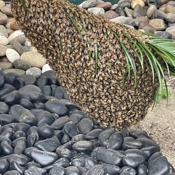 We Save Bees - With bee swarm - Pest Control Near Me - Lake Forest, California We Save Bees - With bee swarm - Pest Control Near Me - Lake Forest, California