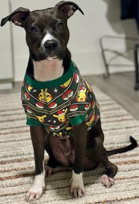 Lucky Dog Animal Rescue by null