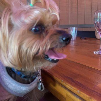 Ivar's River Pub - He likes the covered patio! - American Near Me - San Marcos, Texas Ivar's River Pub - He likes the covered patio! - American Near Me - San Marcos, Texas