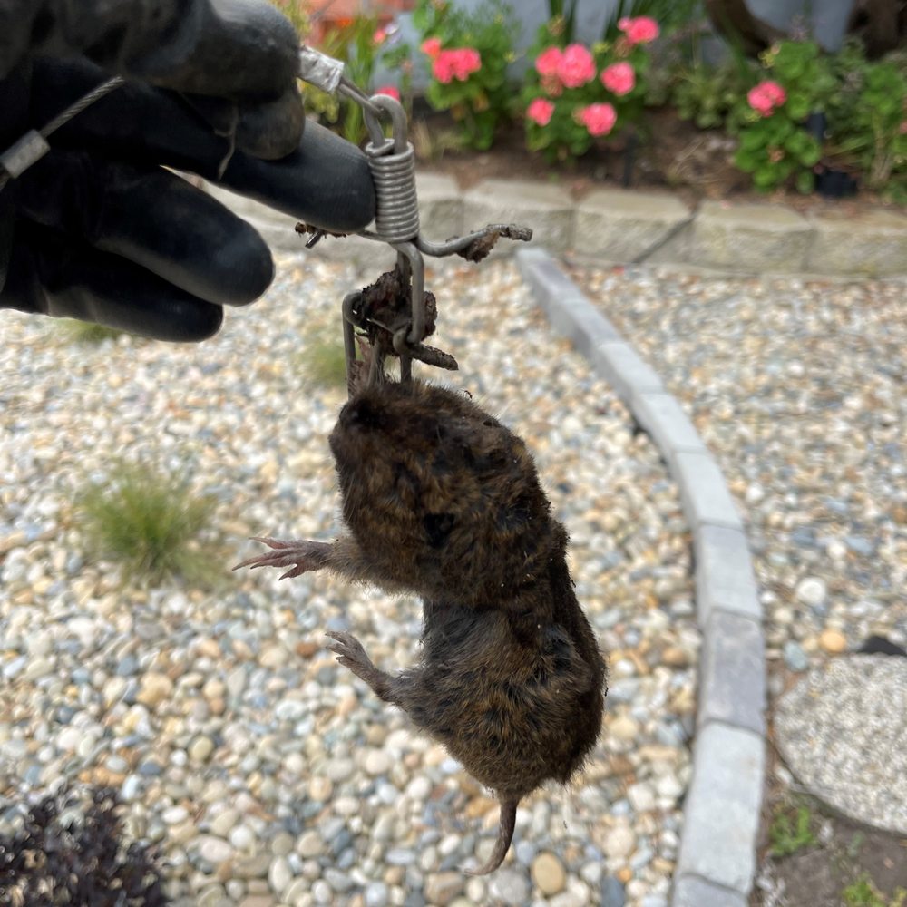 Gophers Control Force - The one guy that was doing all the damage. Caught him in one day. - Wildlife Control Near Me