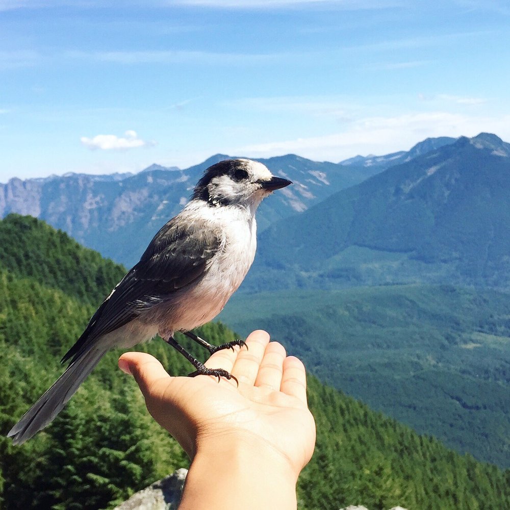 Beautiful views, beautiful birdie